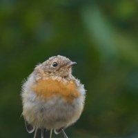Зарянка :: Павел Шинкарёв