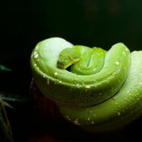 Контактный зоопарк :: Андрей 