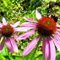 цветы :: Наталья 