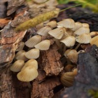 Лесные истории. Грибное. :: Анатолий Пашковский