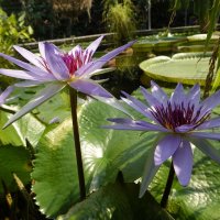 Нимфея ... :: Галина 