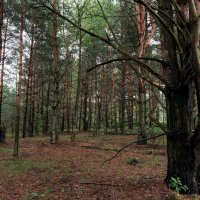 Лесная поляна :: Dar(k) Life