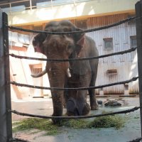 Слон. :: Alex 711402