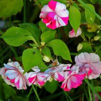 Бальзамин махровый (мокрый ванька) :: Светлана 