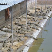 Сегодня на пляже не протолкнуться! :: unix (Илья Утропов)