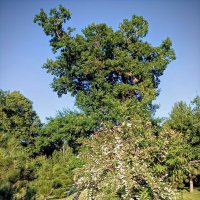 В Японском саду :: Veera V