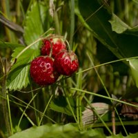 Летнее :: Олег Денисов