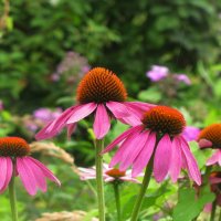 Эхинацея цветёт :: Людмила Смородинская