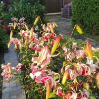 Лилии цветут :: Татьяна Лютаева