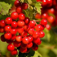 Наливается соком калина :: Татьяна Лютаева Наливается соком калина :: Татьяна Лютаева