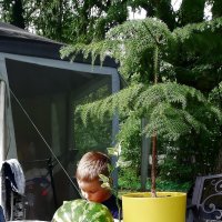 Дачный этюд :: Ольга Довженко