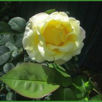 Царица сада. :: Ольга Довженко