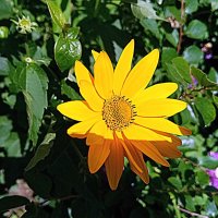 Цветы. :: Владимир Драгунский