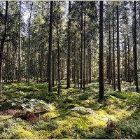 Августовский лес. :: Валерия Комова