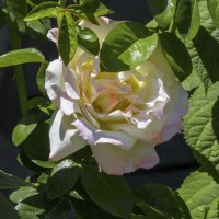 Глория Дей :: Валентин Семчишин Глория Дей :: Валентин Семчишин