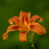 Лилейник :: Игорь Сикорский