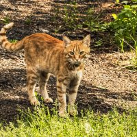 Случайная встреча. :: Петр Беляков Случайная встреча. :: Петр Беляков