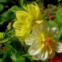 Георгины :: Елена Семигина