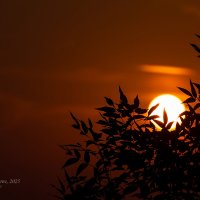 Восход солнца в листве :: Александр Синдерёв