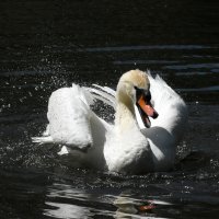 Москва. Сад будущего. :: Наташа ***** Москва. Сад будущего. :: Наташа *****