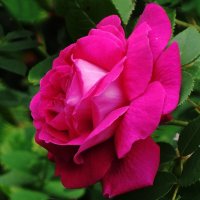 Роза :: Рита Симонова