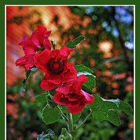 Зарисовка с мальвой :: Владимир Кроливец