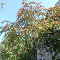 Рябина :: BoxerMak Mak