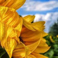 Подсолнух :: Оксана Н.