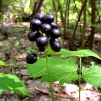 Воронец чёрный или медвежья трава, ядовит :: Андрей Заломленков Воронец чёрный или медвежья трава, ядовит :: Андрей Заломленков