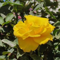 " :: Светлана Хращевская " :: Светлана Хращевская