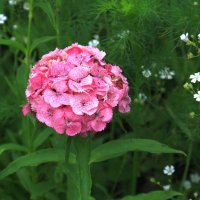 Китайская роза :: Мишель71 