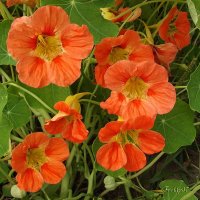 В саду настурции алели, умывшись утренней росой. И мы от счастия хмелели, вдыхая аромат густой. :: Freddy 97