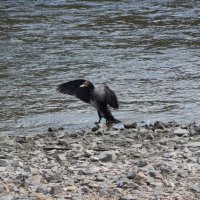 Баклан :: Екатерина Панова