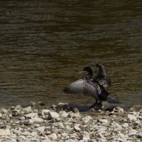 Баклан :: Екатерина Панова