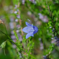 Лесные прогулки :: Александр Филатов