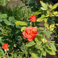 Красавица в саду. :: сергей ермошкин Красавица в саду. :: сергей ермошкин