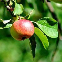 из серии " Когда я был в станице..." :: Николай Саржанов