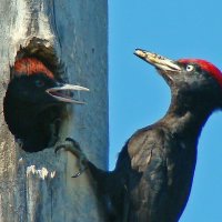 гнездо черного дятла :: gawrilа - dan