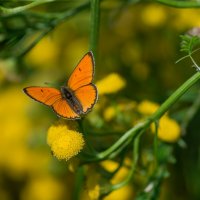 Червонец огненный. :: Sergey (Apg)