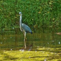 Цапля Пруд "Баранка" :: Леонид leo