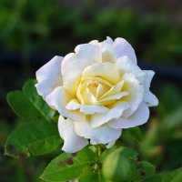 Августовская :: Светлана 