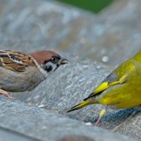 догонялки ... :: Andrey Bragin 