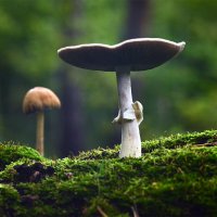 Король :: Геннадий Супрун