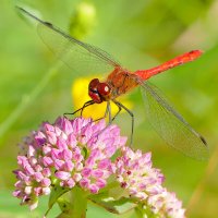 из снятого сегодня 1 :: Александр Прокудин из снятого сегодня 1 :: Александр Прокудин