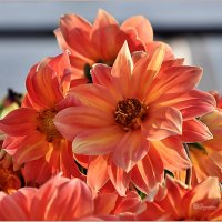 Август, вечер, георгины... :: Aquarius - Сергей Август, вечер, георгины... :: Aquarius - Сергей