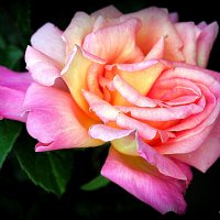 они на радость нам даны :: Олег Лукьянов они на радость нам даны :: Олег Лукьянов