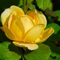 О красоте цветов. :: Милешкин Владимир Алексеевич 