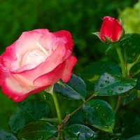 О красоте цветов. :: Милешкин Владимир Алексеевич О красоте цветов. :: Милешкин Владимир Алексеевич