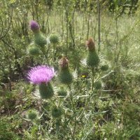 Красавец :: Андрей Хлопонин