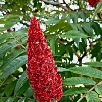 Сумах оленерогий :: Veera V